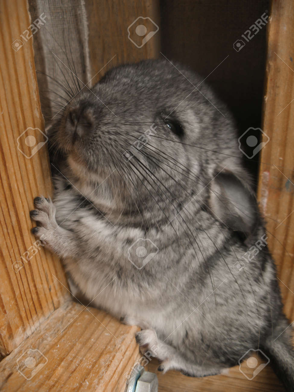 chinchilla funny