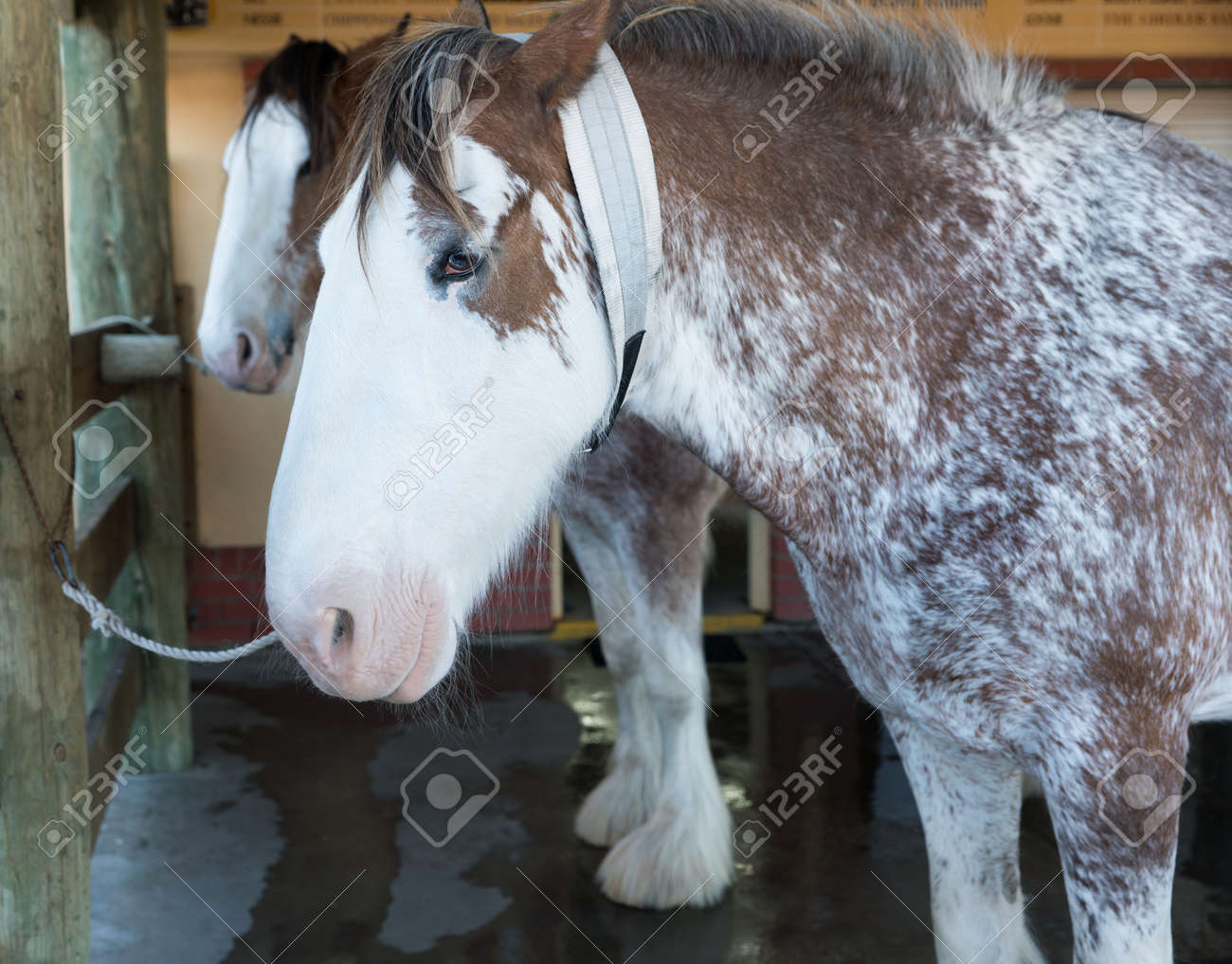 Beautiful Brown And White Clydesdale Horses In A Stable After Being Washed  Down Stock Photo, Picture and Royalty Free Image. Image 158313793.