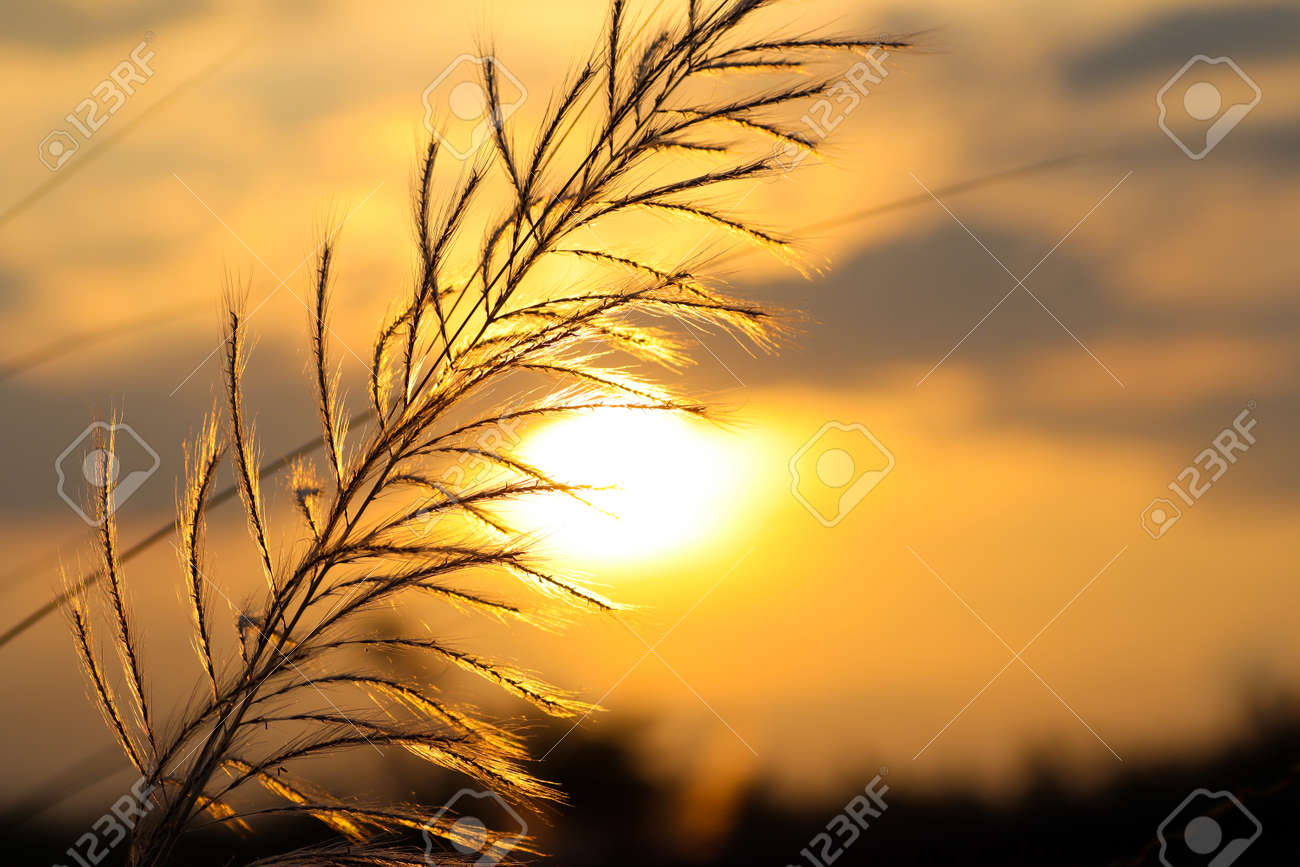 Kush Grass Or Kash Ful Close Up Macro Image With Golden Sun Light In The  Background With Selective Focus Stock Photo, Picture And Royalty Free  Image. Image 130625418.