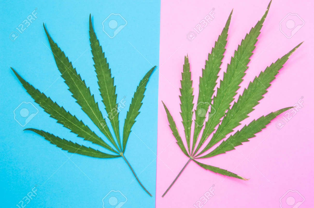 Weiblich oder männlich hanf