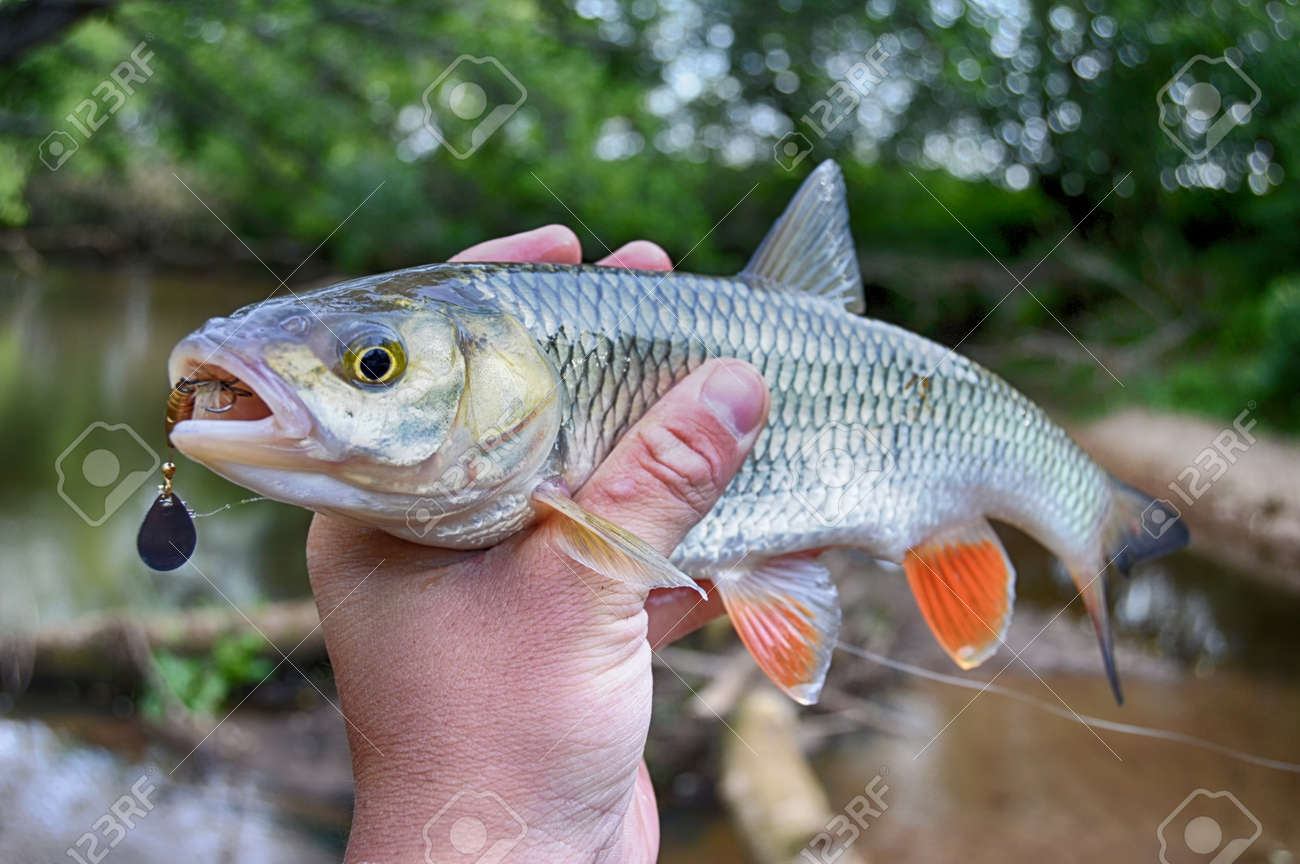 creek chub