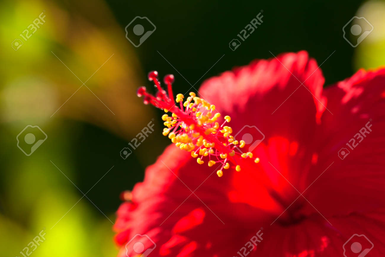 沖縄熱帯赤い明るい花ハイビスカス の写真素材 画像素材 Image