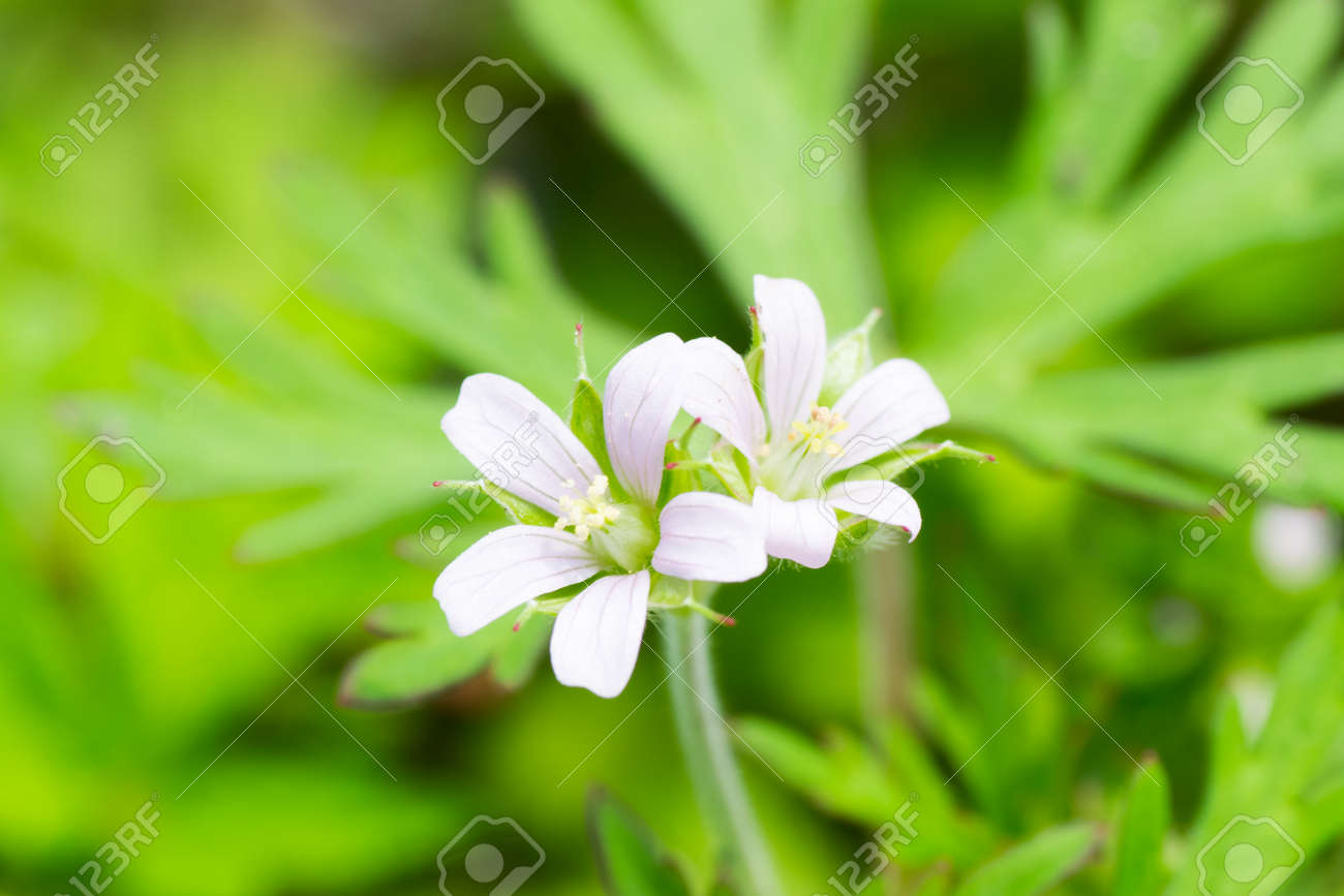 アメリカフウロ の写真素材 画像素材 Image