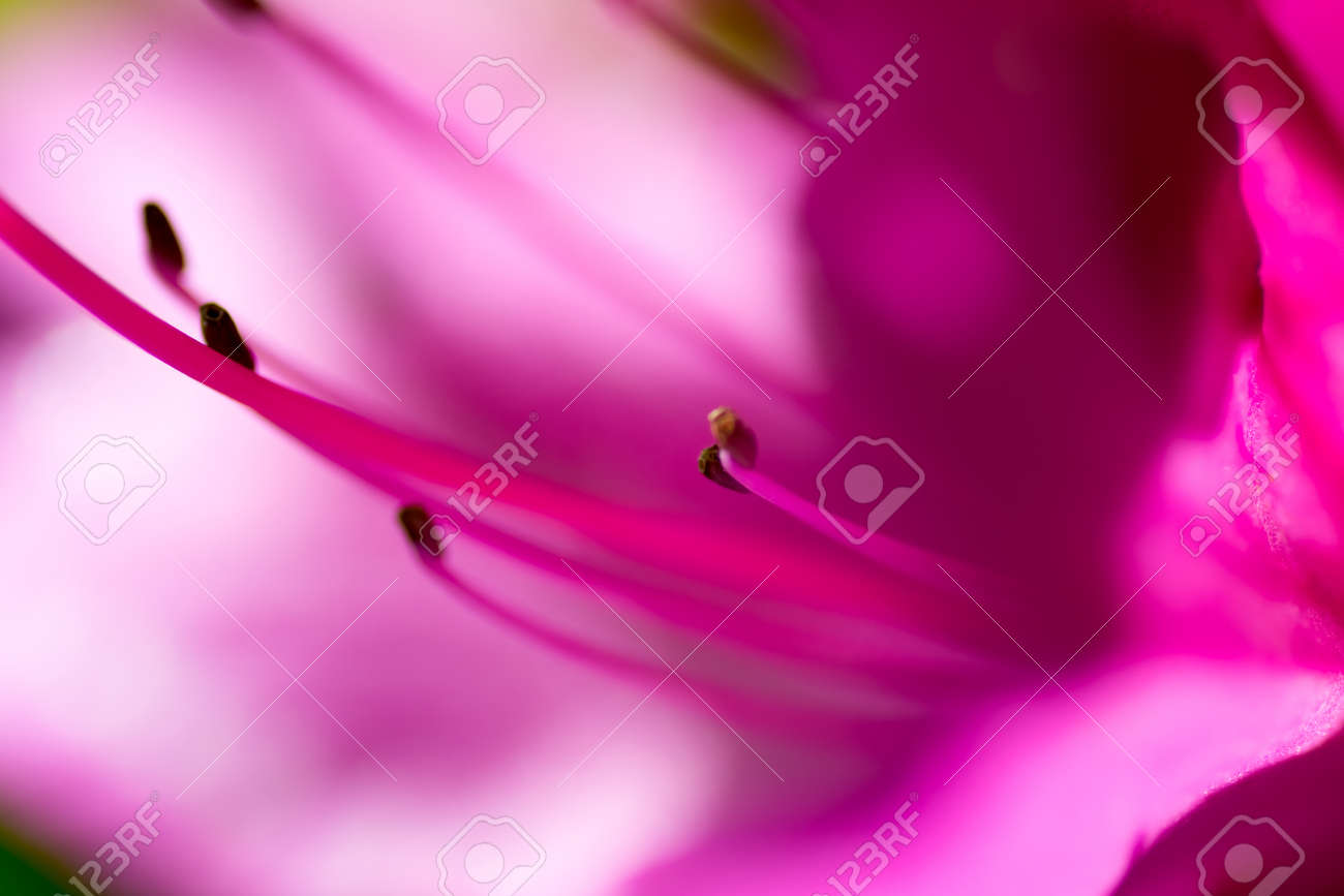 Gros Plan De La Fleur Rouge Azalée Au Japon