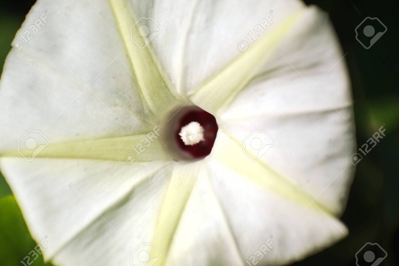 etiam-dictum-ipsum-a-felis