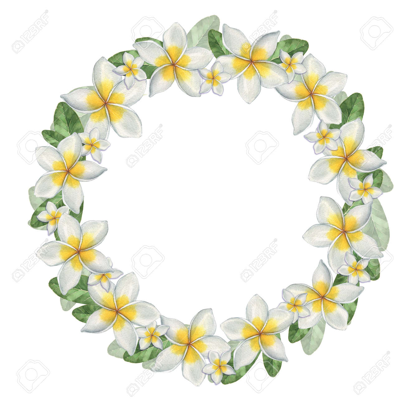 プルメリア ハワイの花輪 水彩イラスト 手描き カード 招待状の装飾に最適です の写真素材 画像素材 Image