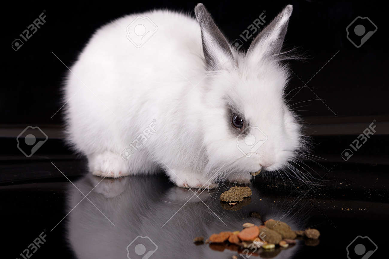 白うさぎの赤ちゃんウサギの食べ物を食べる の写真素材 画像素材 Image 白うさぎの赤ちゃんウサギの食べ物を食べる の写真素材 画像素材 Image