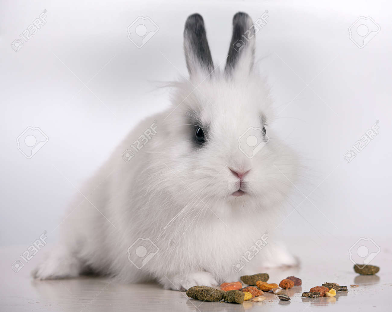 白うさぎの赤ちゃんウサギの食べ物を食べる の写真素材 画像素材 Image 白うさぎの赤ちゃんウサギの食べ物を食べる の写真素材 画像素材 Image