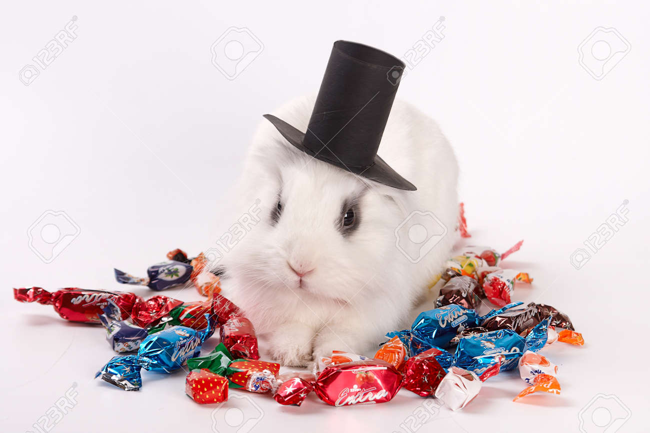 Bebe Lapin Blanc Dans Un Chapeau Lapin Mignon Banque D Images Et Photos Libres De Droits Image Bebe Lapin Blanc Dans Un Chapeau Lapin Mignon Banque D Images Et Photos Libres De Droits Image