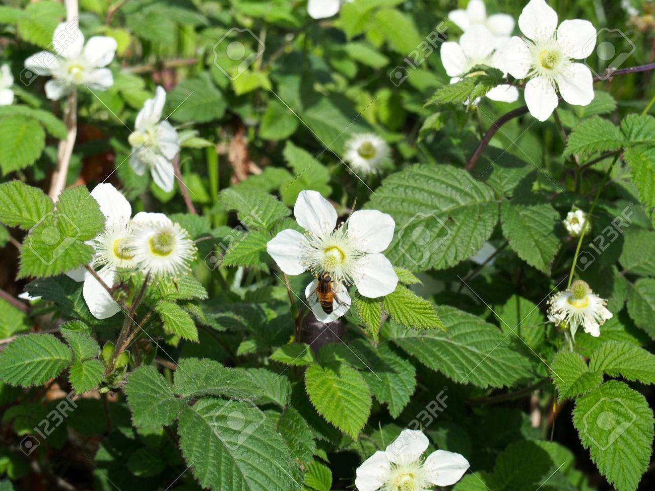 白い花の蜜を吸う蜂 の写真素材 画像素材 Image