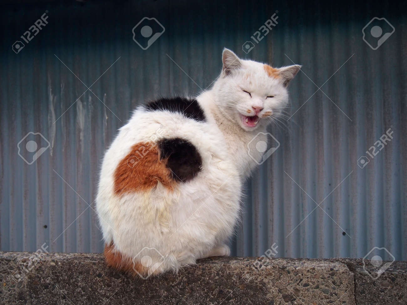 etiam-dictum-ipsum-a-felis