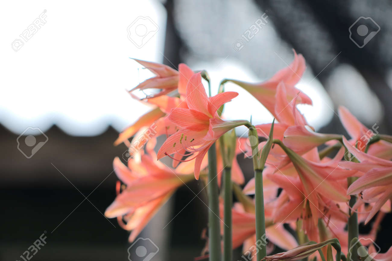 夢のような柔らかい気分でボケと日光の背景には ヒガンバナ科 花花アマリリスにオレンジ色の花アマリリスやアマリリス の写真素材 画像素材 Image 夢のような柔らかい気分でボケと日光の背景には ヒガンバナ科 花花アマリリスにオレンジ色の花アマリリスやアマリリス の写真素材 画像素材 Image