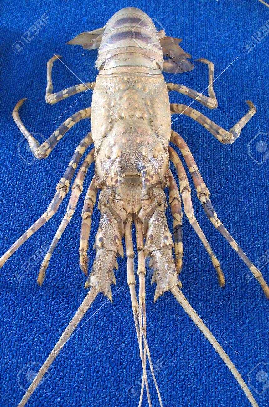 大規模なロブスター この特定の種類と呼ばれるイセエビまたはザリガニ の写真素材 画像素材 Image 大規模なロブスター この特定の種類と呼ばれるイセエビまたはザリガニ の写真素材 画像素材 Image