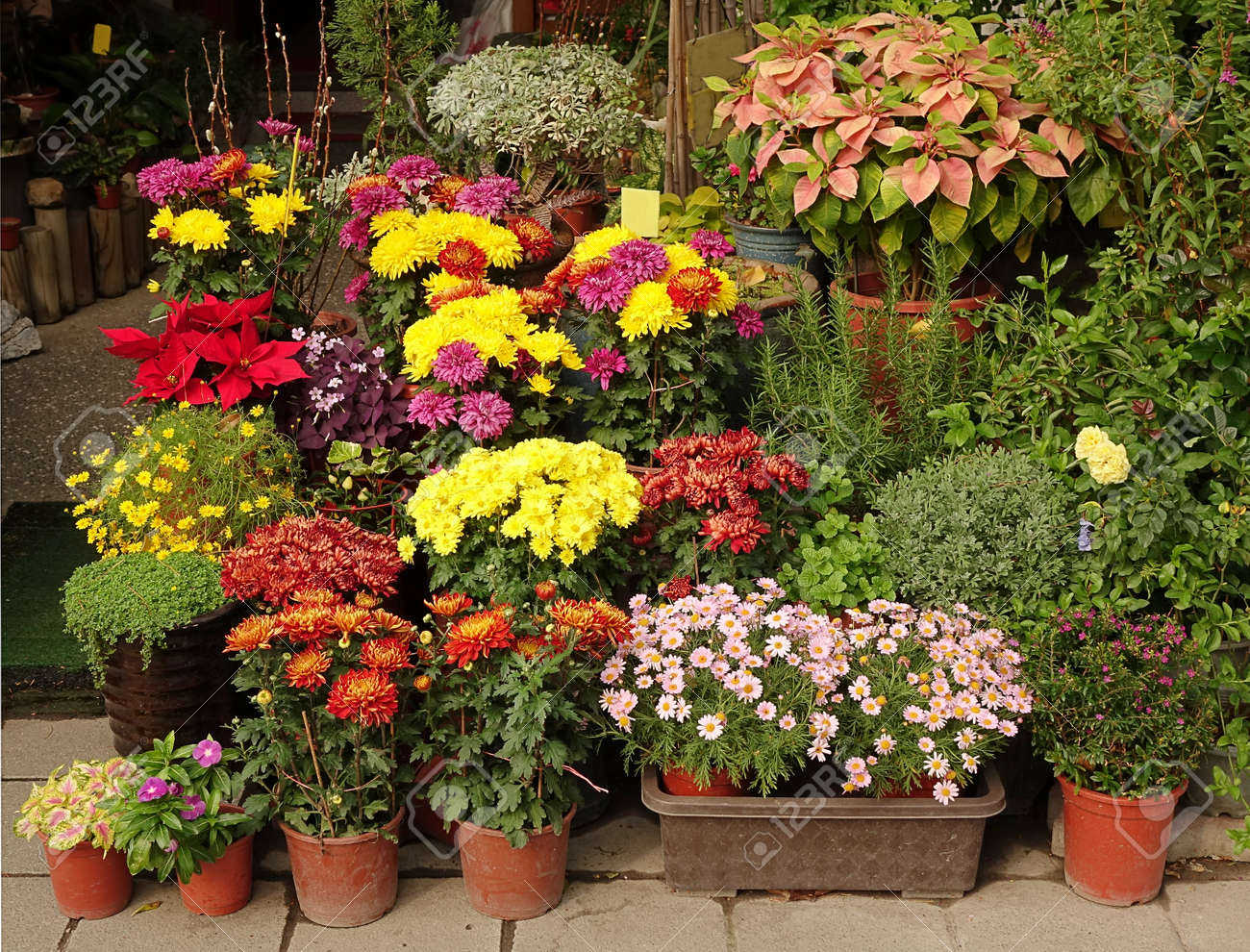 屋外花屋鉢植えの花や低木の様々 なが表示されます の写真素材 画像素材 Image 屋外花屋鉢植えの花や低木の様々 なが表示されます の写真素材 画像素材 Image
