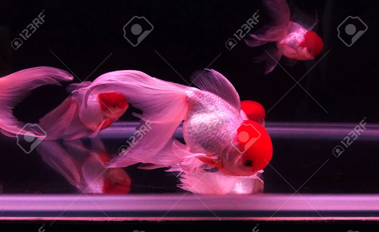 oranda fish tank