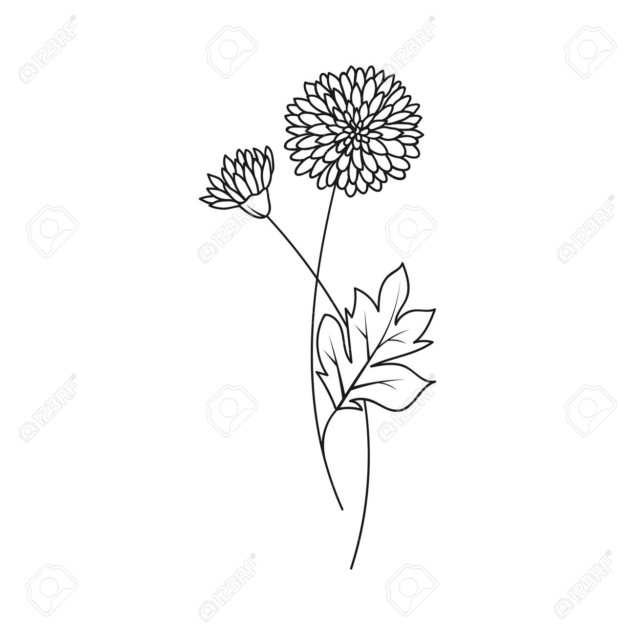 Chrysanthemum November Birth Month Flower Illustration Royalty Free SVG, Cliparts, Vectors, and Stock Illustration. Image 184367823. chrysanthemum-november-birth-month-flower-illustration-royalty-free-svg-cliparts-vectors-and-stock-illustration-image-184367823