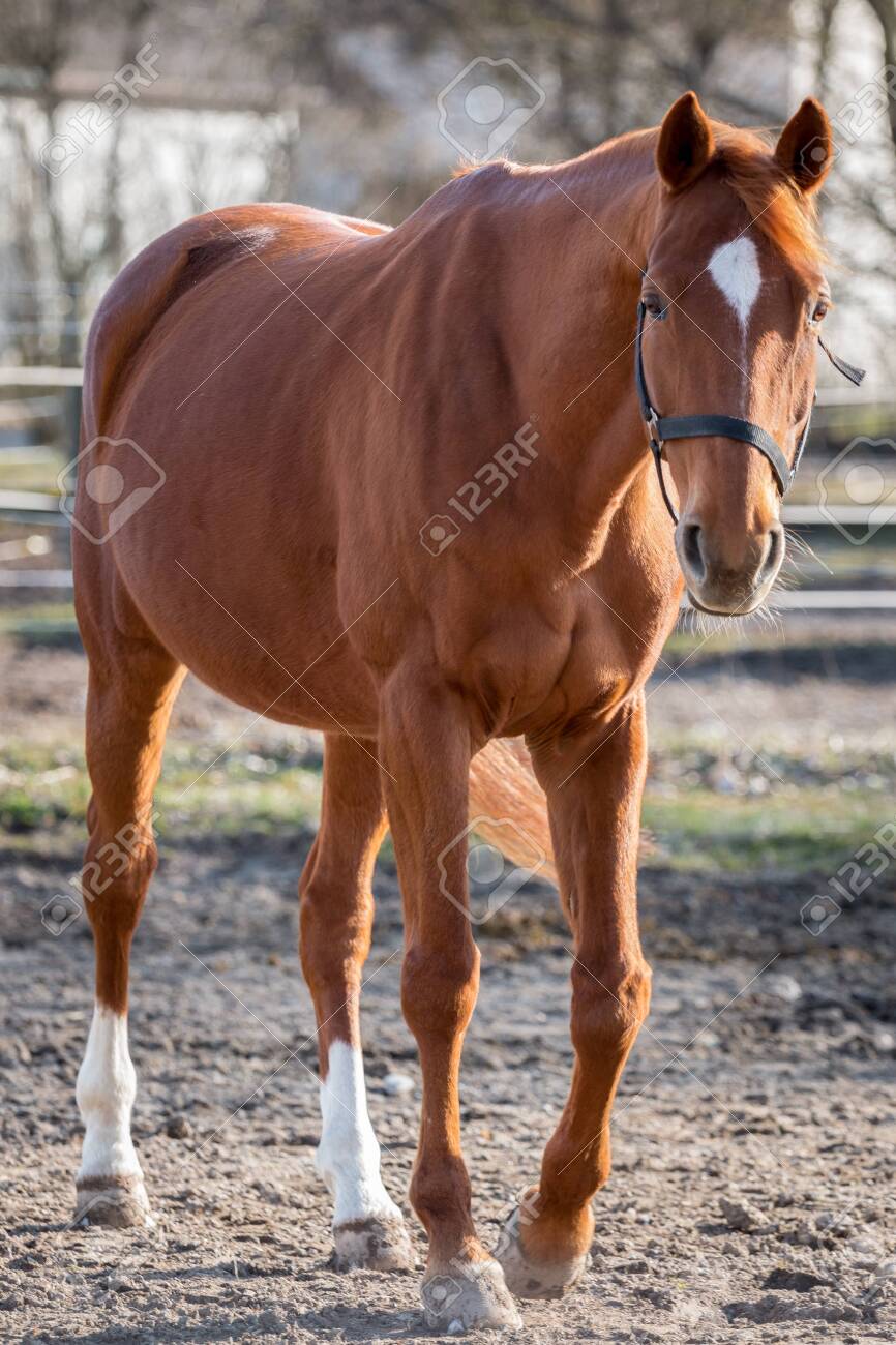 馬の全身肖像画の写真素材・画像素材 Image 116226093