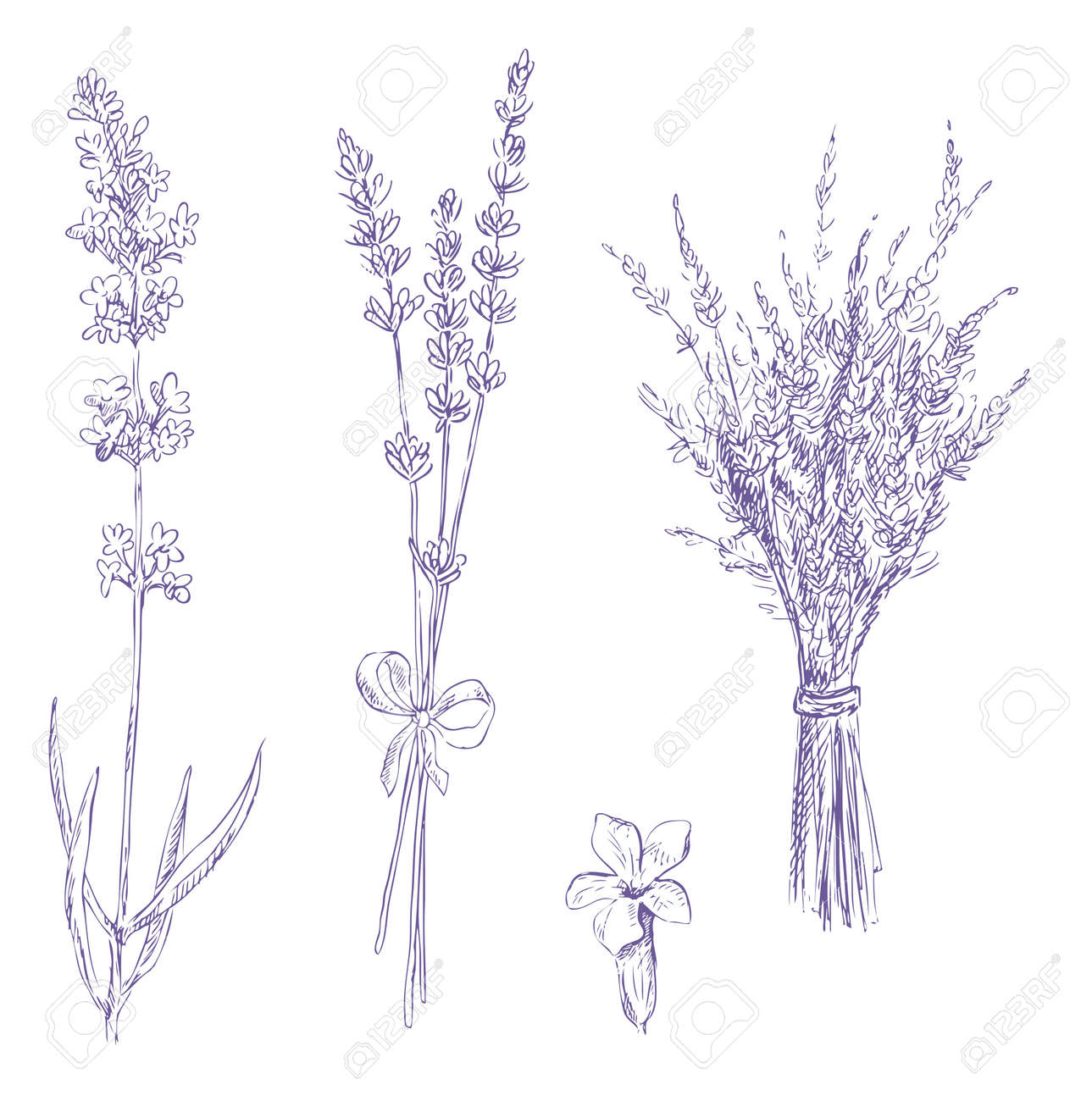 Premium Vector  Lavender wild flower detailed botanical sketch for organic  cosmetic medicine aromatherapy beauty