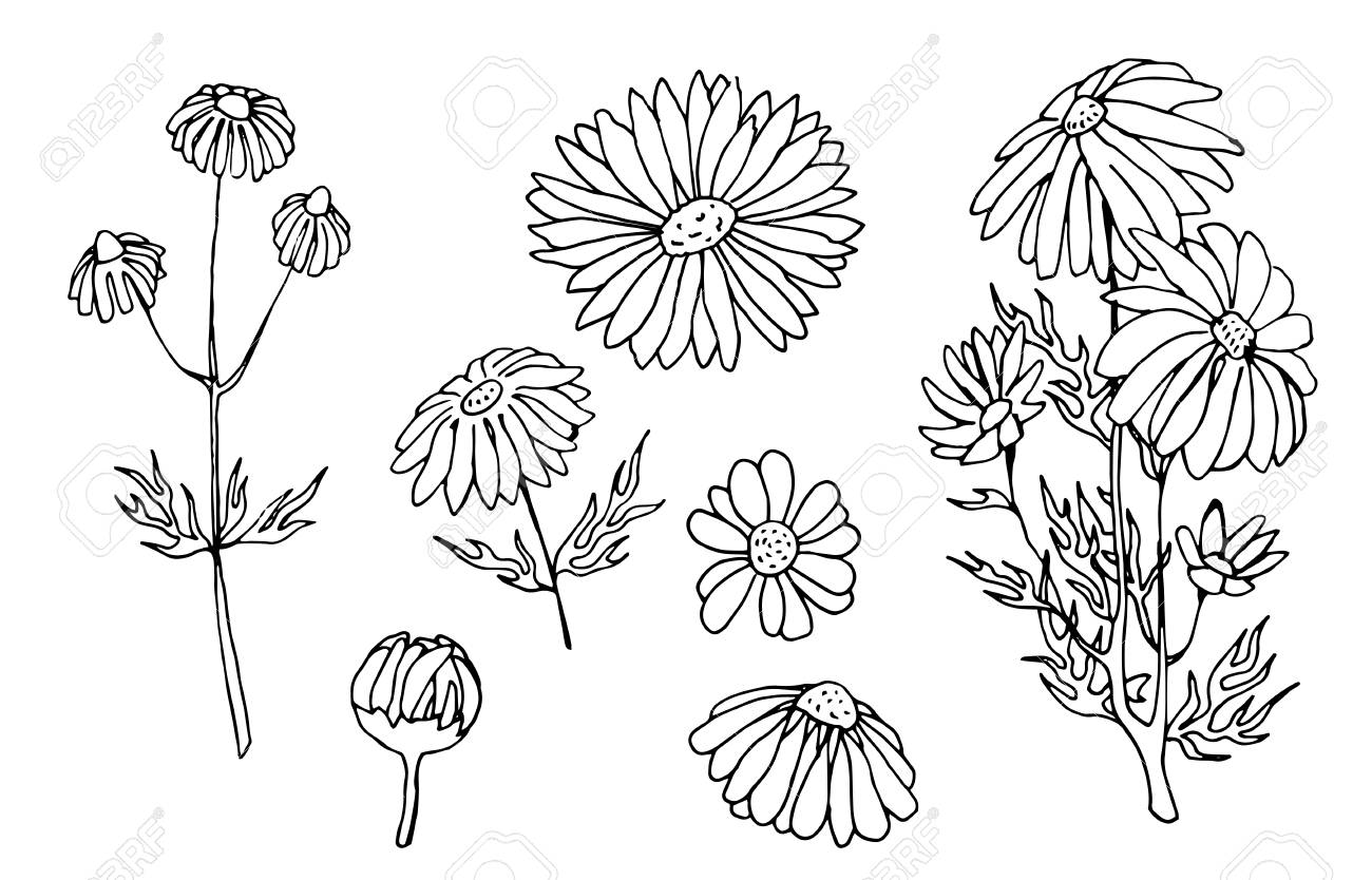 カモミール手描きのベクトルセットのイラスト素材 ベクタ Image