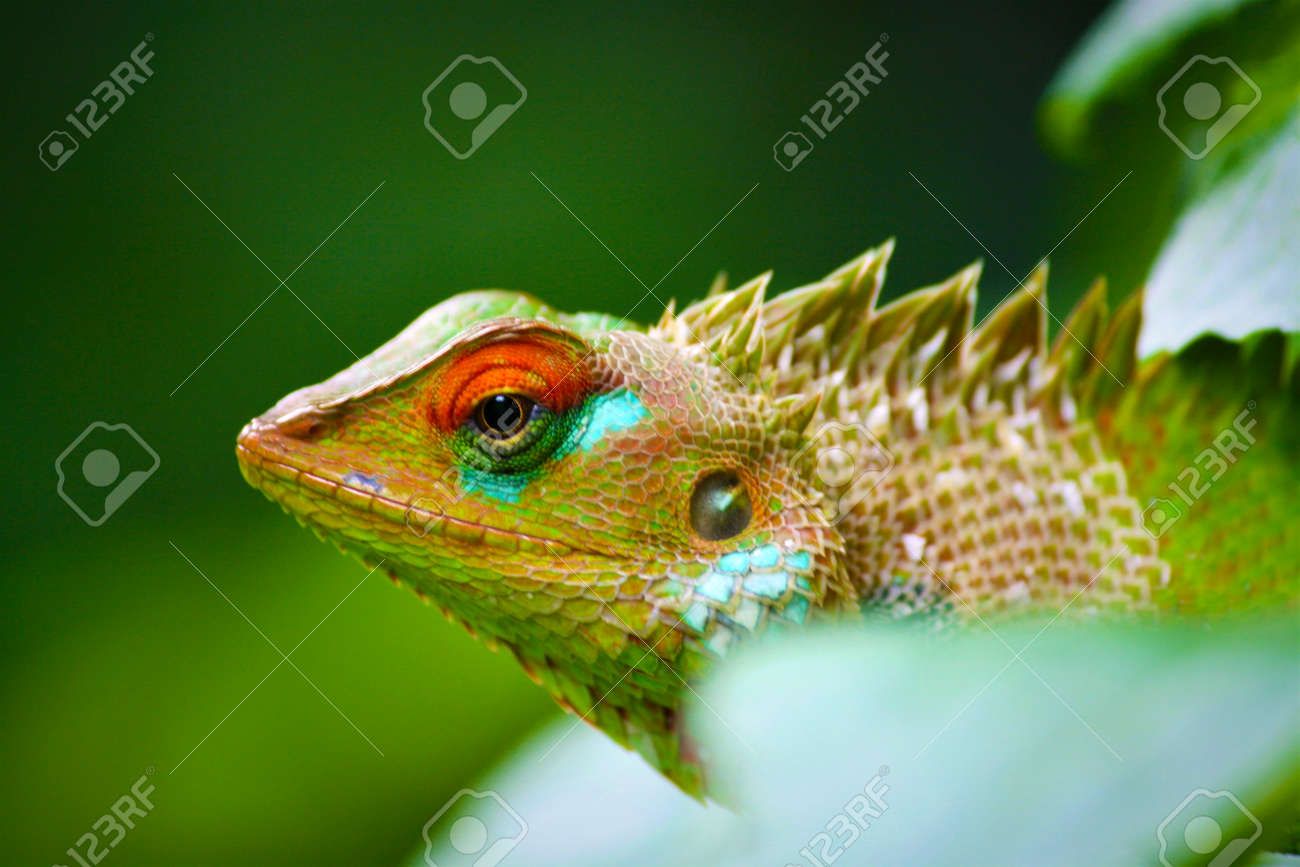 etiam-dictum-ipsum-a-felis