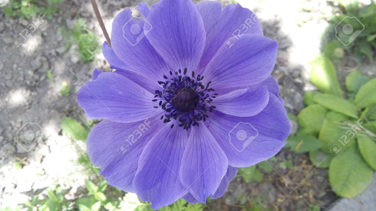 紫と青の花背景 色の春 イタリアでフローラ屋外パーク の写真素材 画像素材 Image 紫と青の花背景 色の春 イタリアでフローラ屋外パーク の写真素材 画像素材 Image