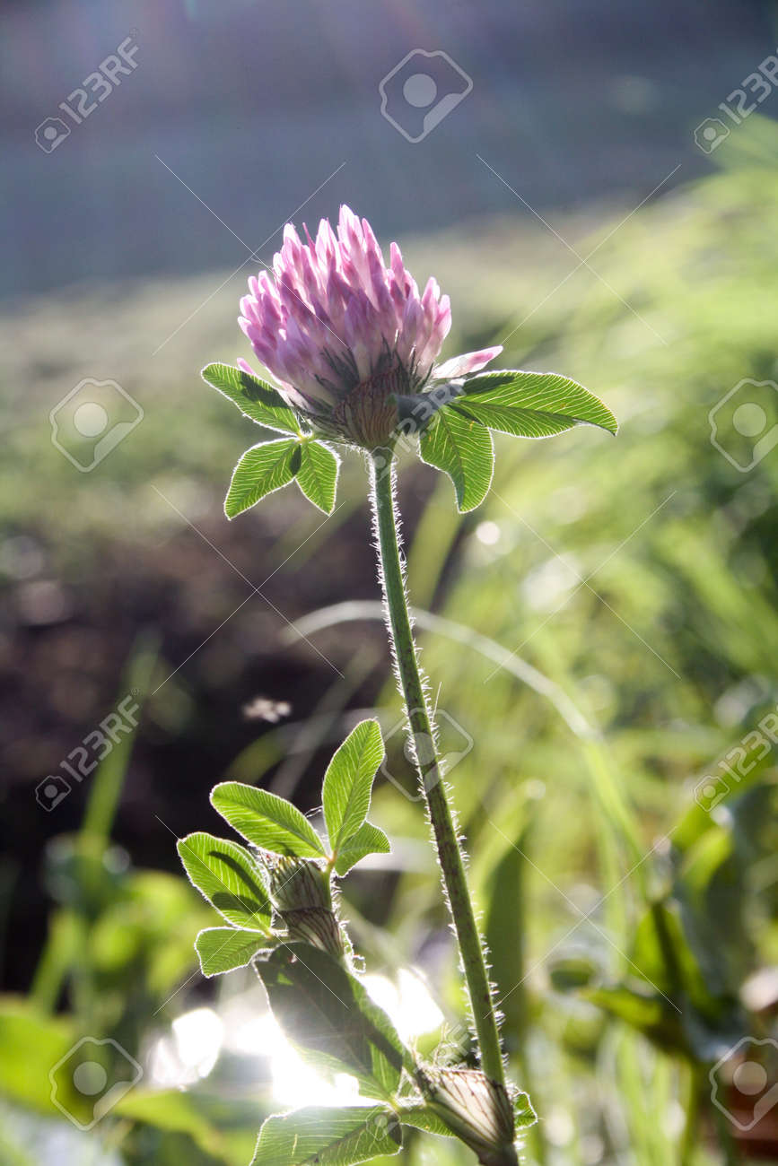 春の光は柔らかく暖かく 花は常に太陽 紫色のものを見ています の写真素材 画像素材 Image