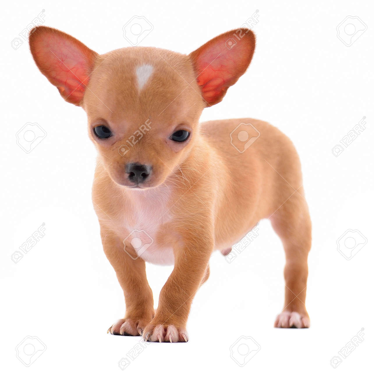 blue wilderness large breed adult