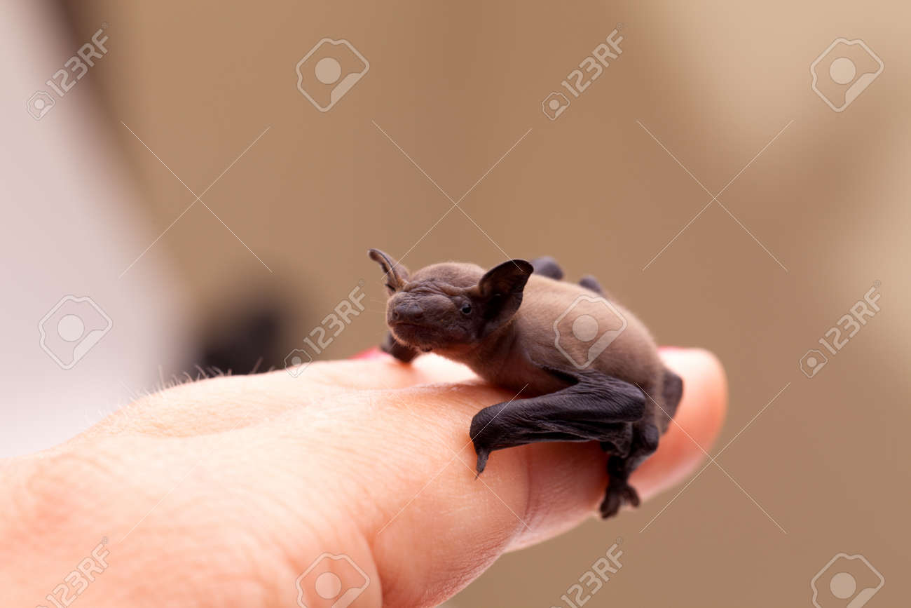 small baby bat sitting on my finger stock photo picture and royalty