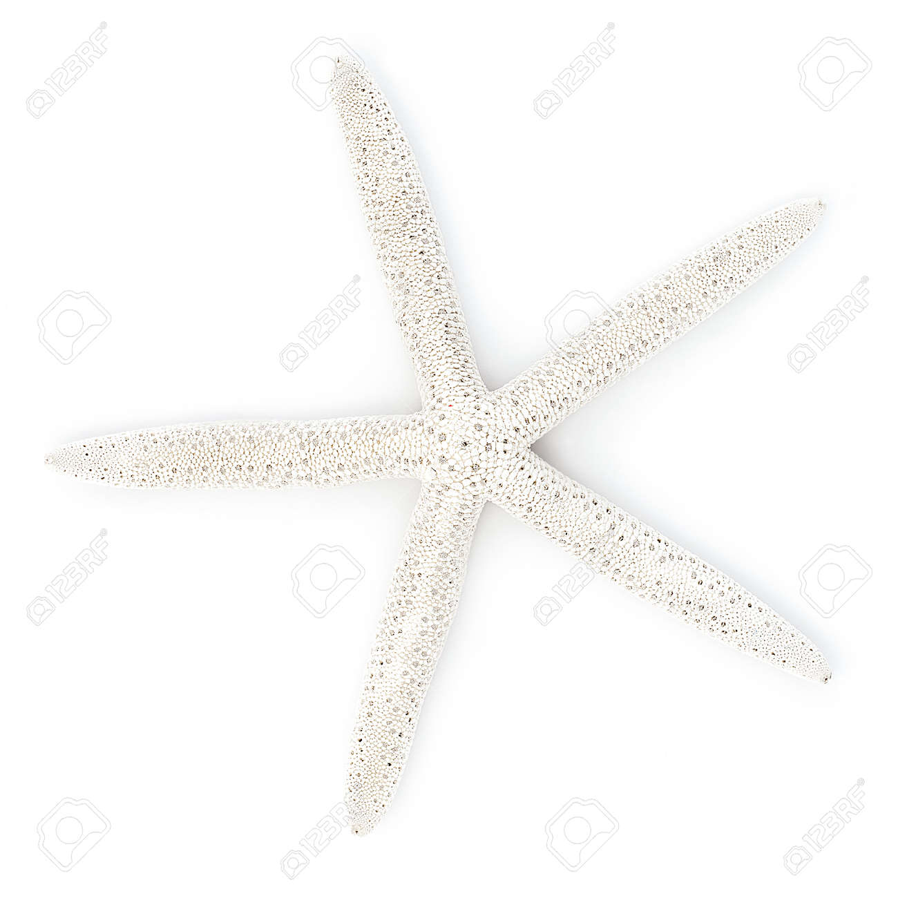 Blanche Finger Starfish Isolé Sur Blanc Les étoiles De Mer Et Coquillages