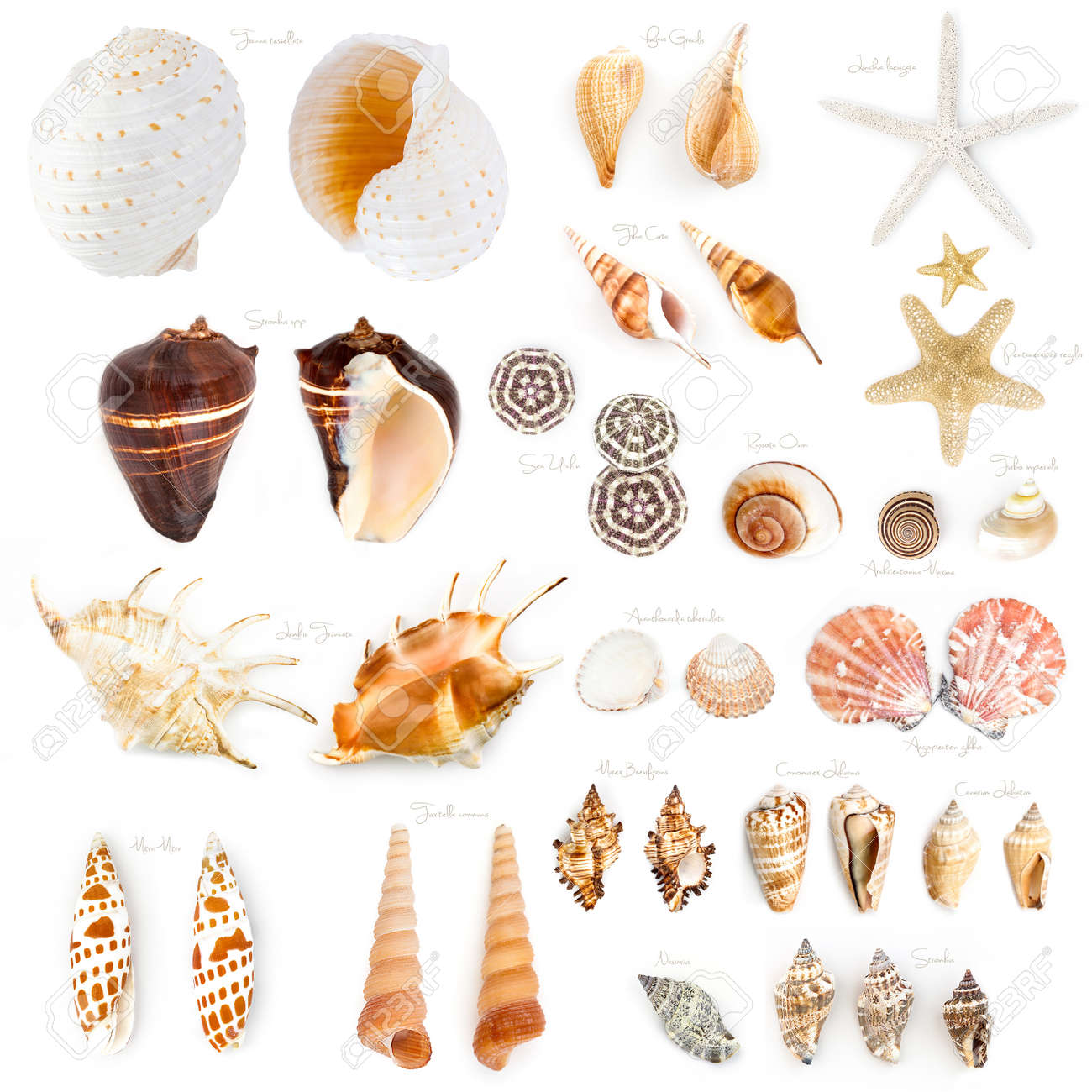 seashell collection isolated on the white background stock photo seashell collection