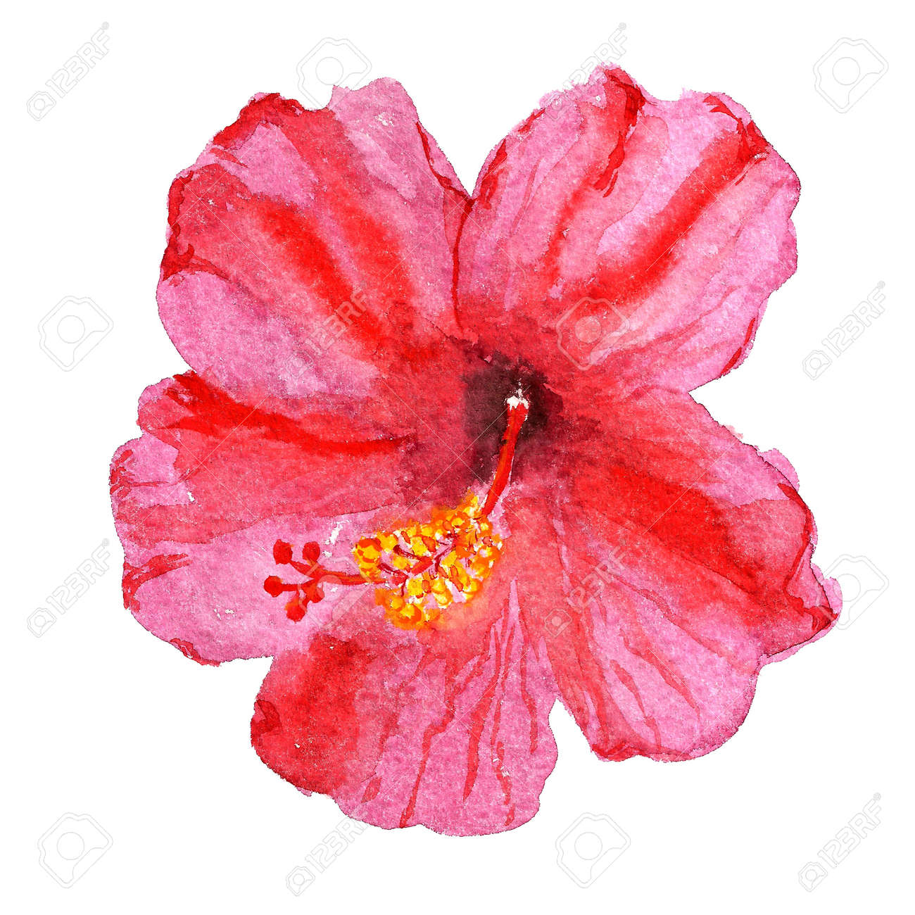 赤いハイビスカスの花の水彩画のイメージの写真素材・画像素材