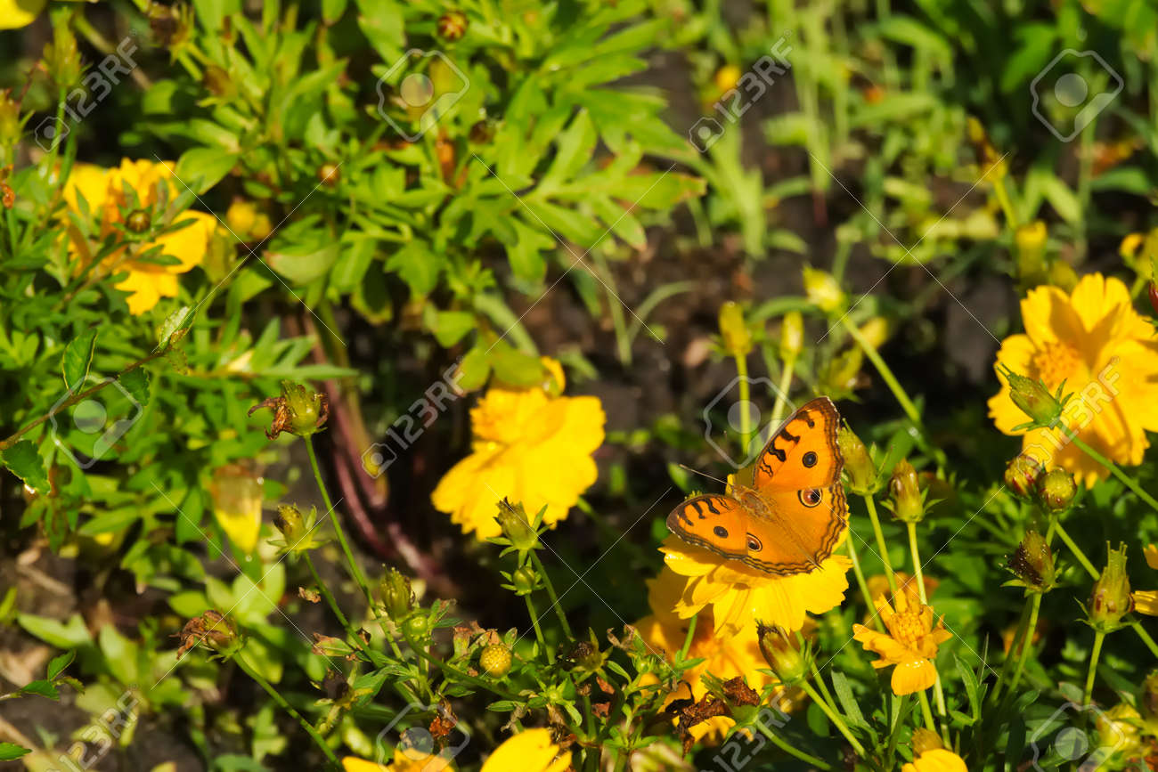 A Beautiful Orange And Black Thai Butterfly Atop A Stunning Group