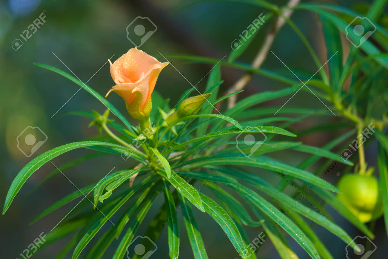 タイのバンコクのガーデンパークで 早朝のシャワーから雨滴で覆われた1つのかわいい桃の花 の写真素材 画像素材 Image