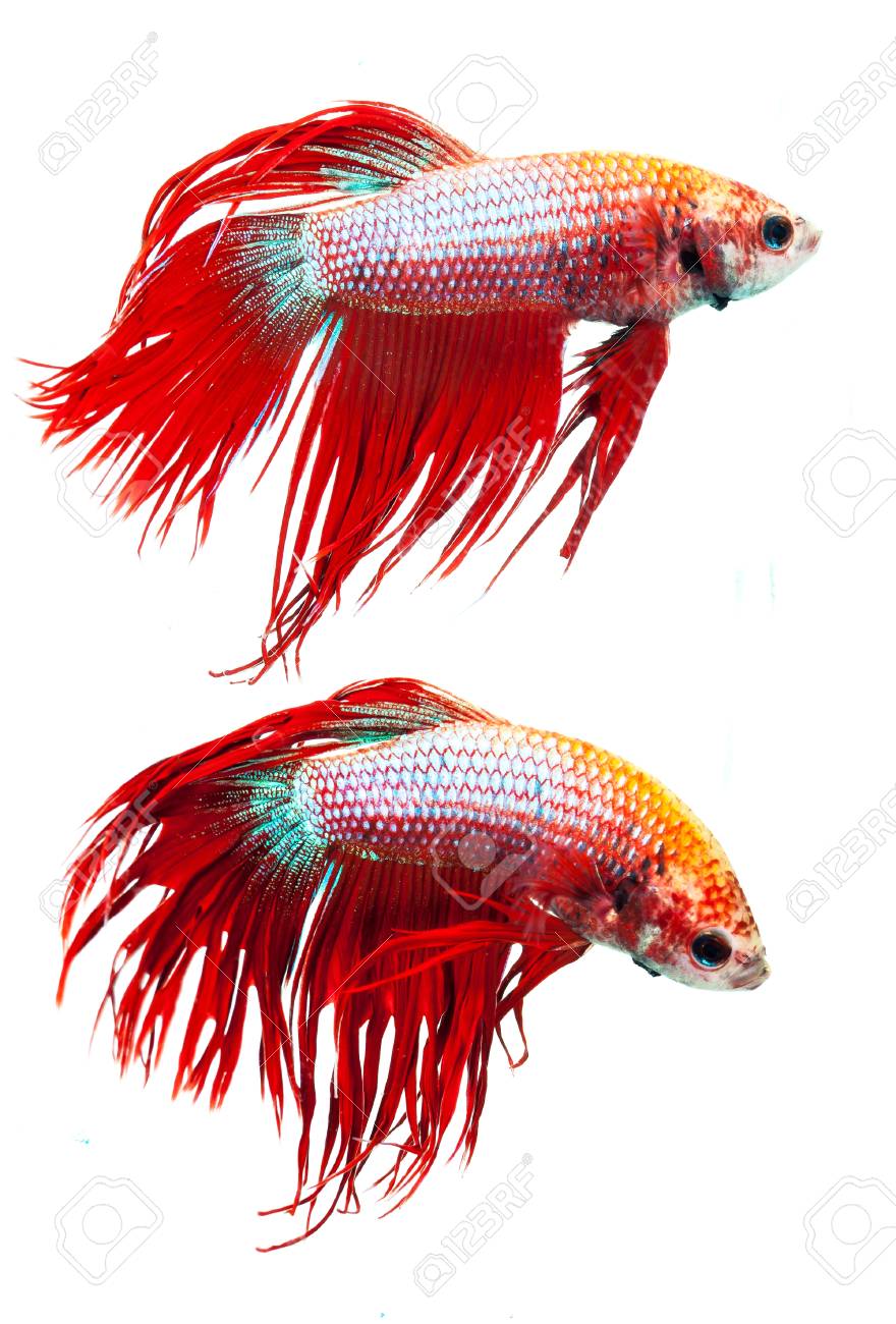 赤クラウン テール シャムの戦いの魚 ベタ Splendens の の写真素材 画像素材 Image 赤クラウン テール シャムの戦いの魚 ベタ Splendens の の写真素材 画像素材 Image