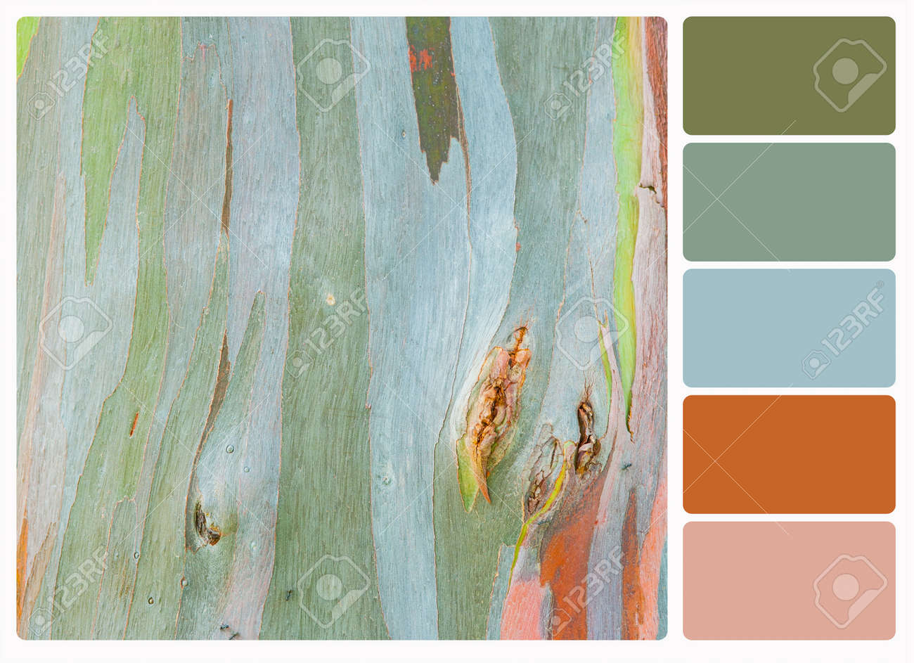 Peinture Abstraite Par Lécorce Des Arbres Deucalyptus Des