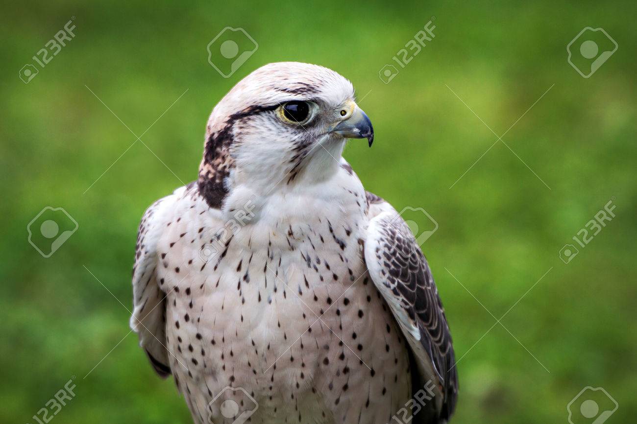 Lanner のハヤブサは猛禽類の屋外ショーで宙です の写真素材 画像素材 Image