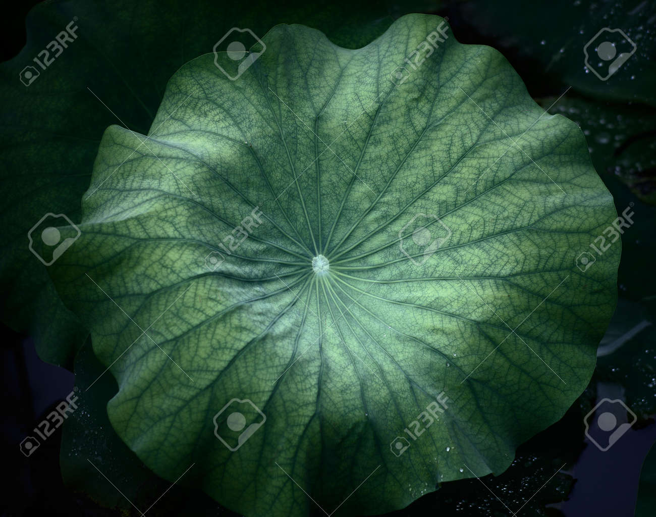 etiam-dictum-ipsum-a-felis