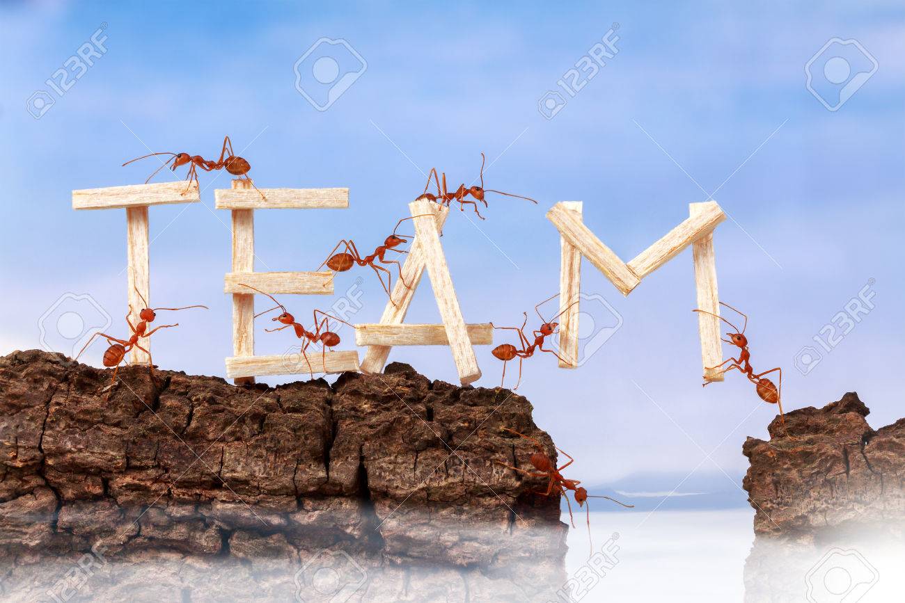 ants carrying wording team teamwork concept stock photo picture