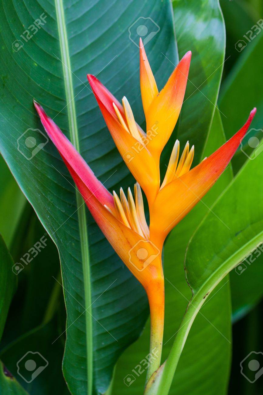 Heliconia Flower Stock Photo, Picture 