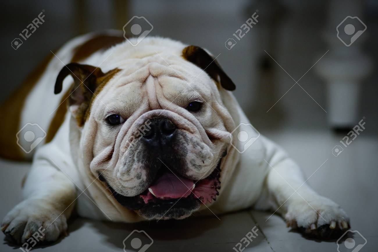 Immagini Stock Il Bulldog Inglese Dorme Sul Pavimento E Un Cane Assonnato E Grasso Image