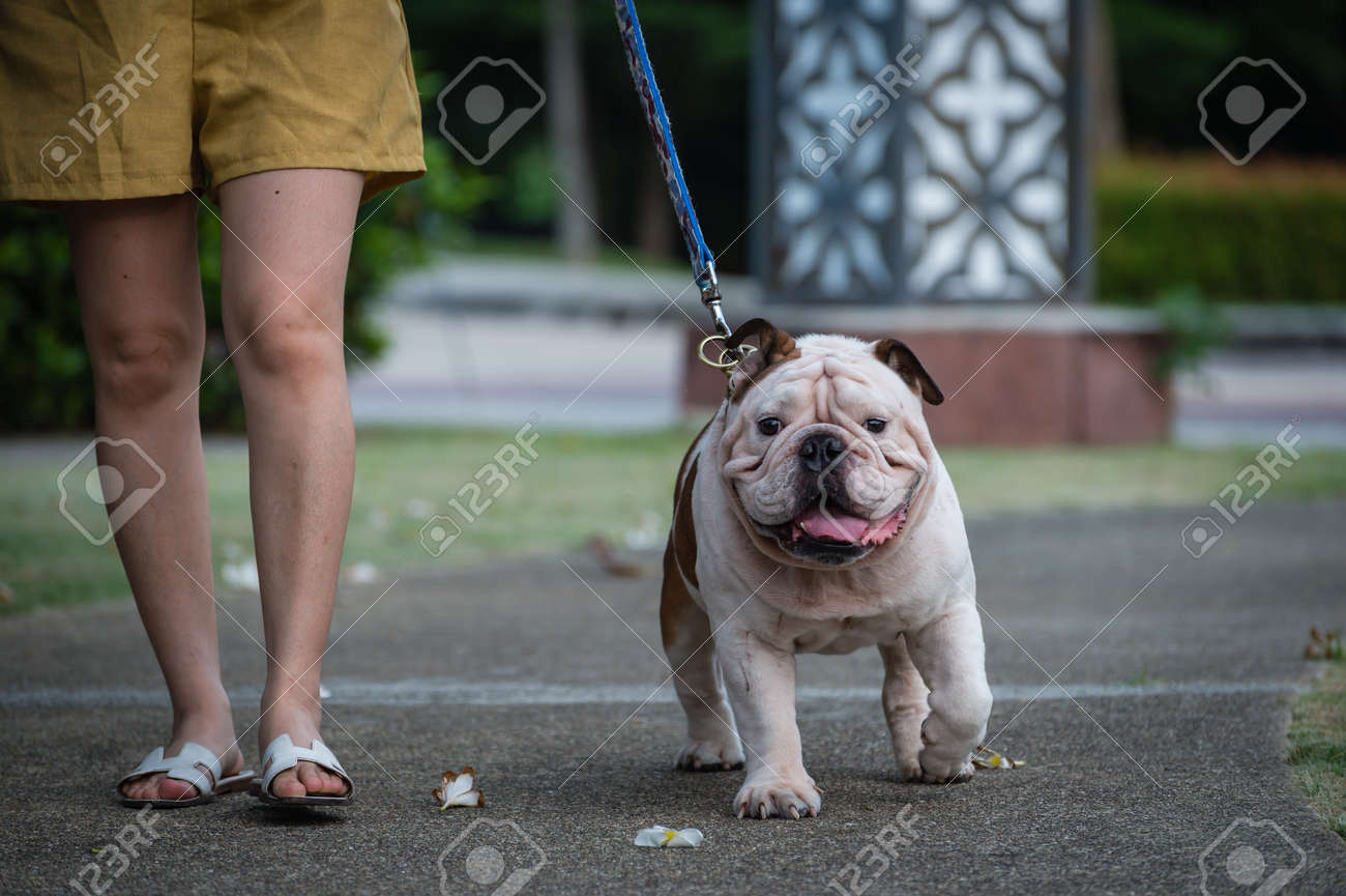 pics Big Fat English Bulldog 123rf