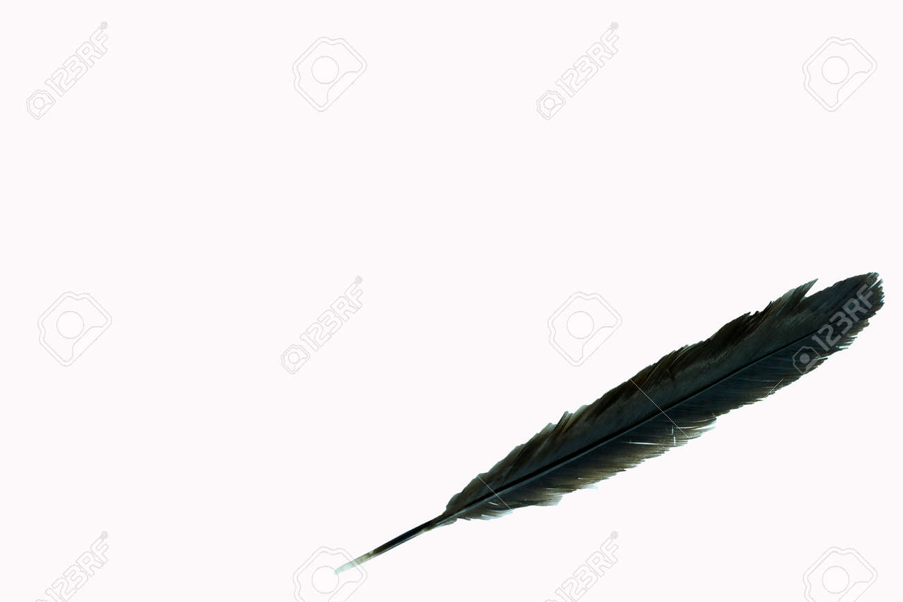 白い背景の黒い羽は の写真素材 画像素材 Image