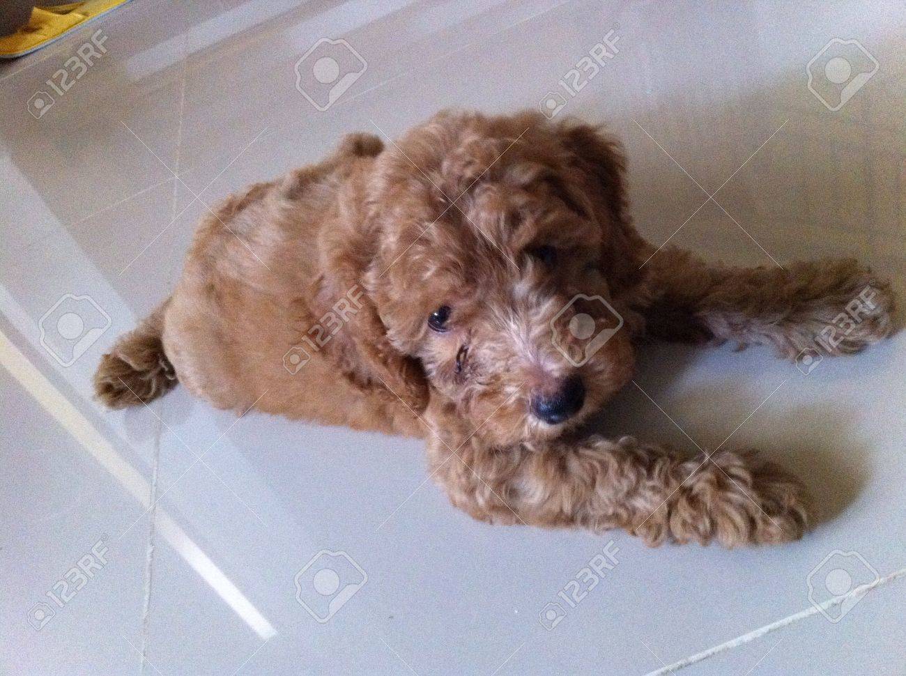 poodle 3 months old