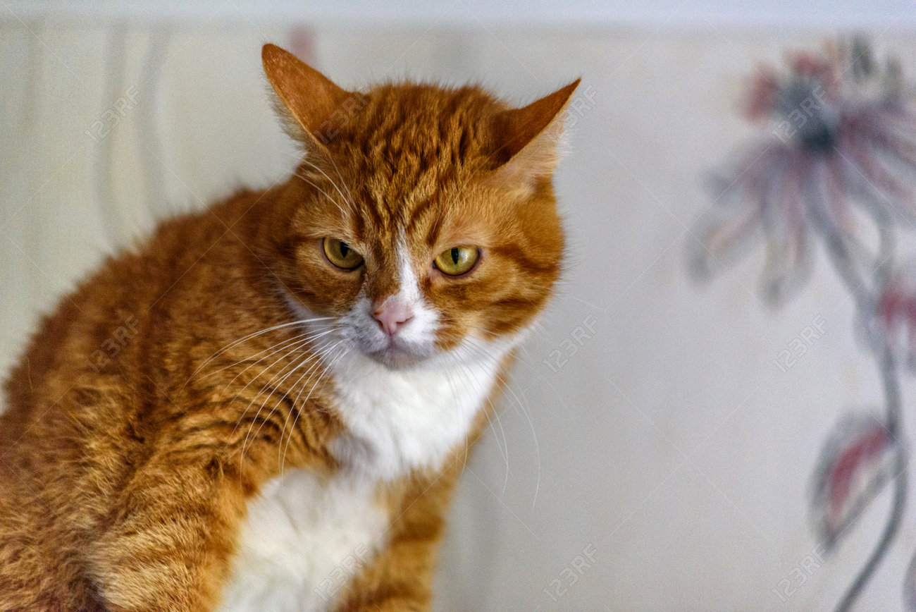 etiam-dictum-ipsum-a-felis