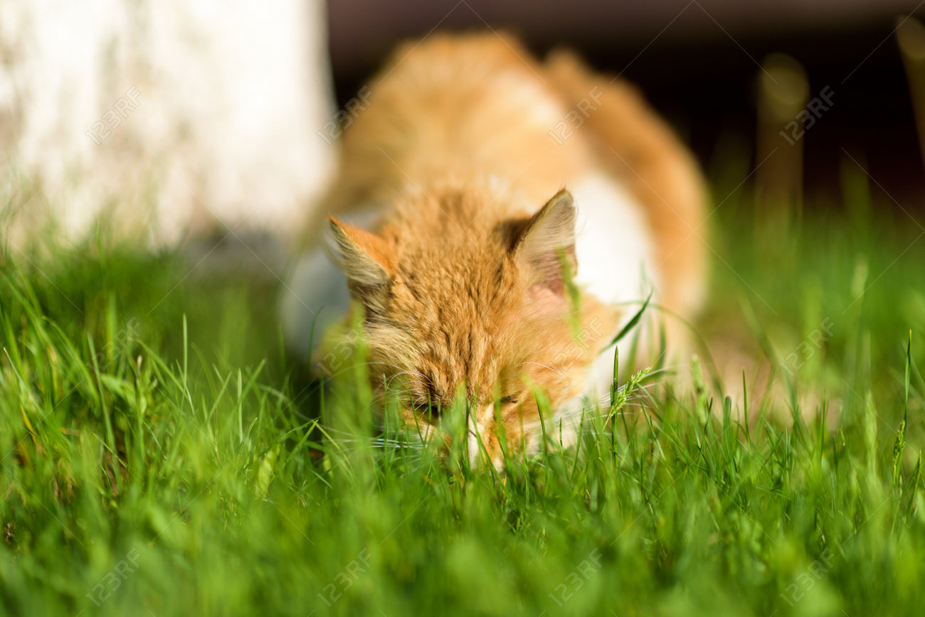 etiam-dictum-ipsum-a-felis