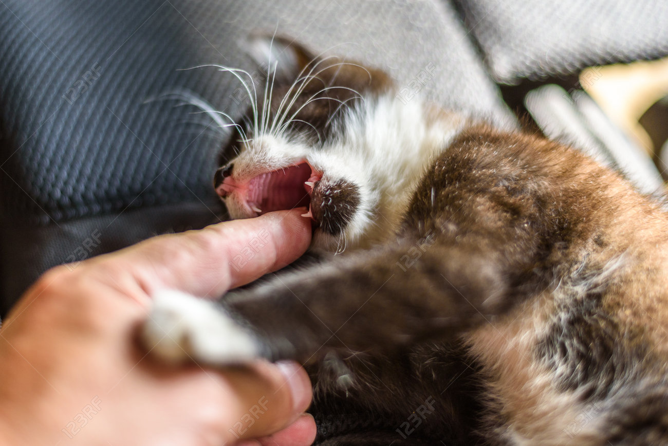 etiam-dictum-ipsum-a-felis