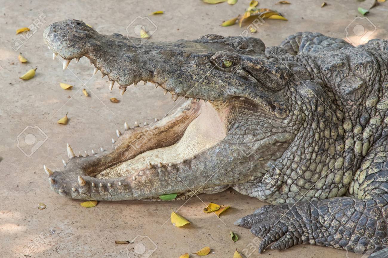 シャムワニの歯 広く口が付いている床で休むシャムワニのクローズ アップ ヘッド開いた