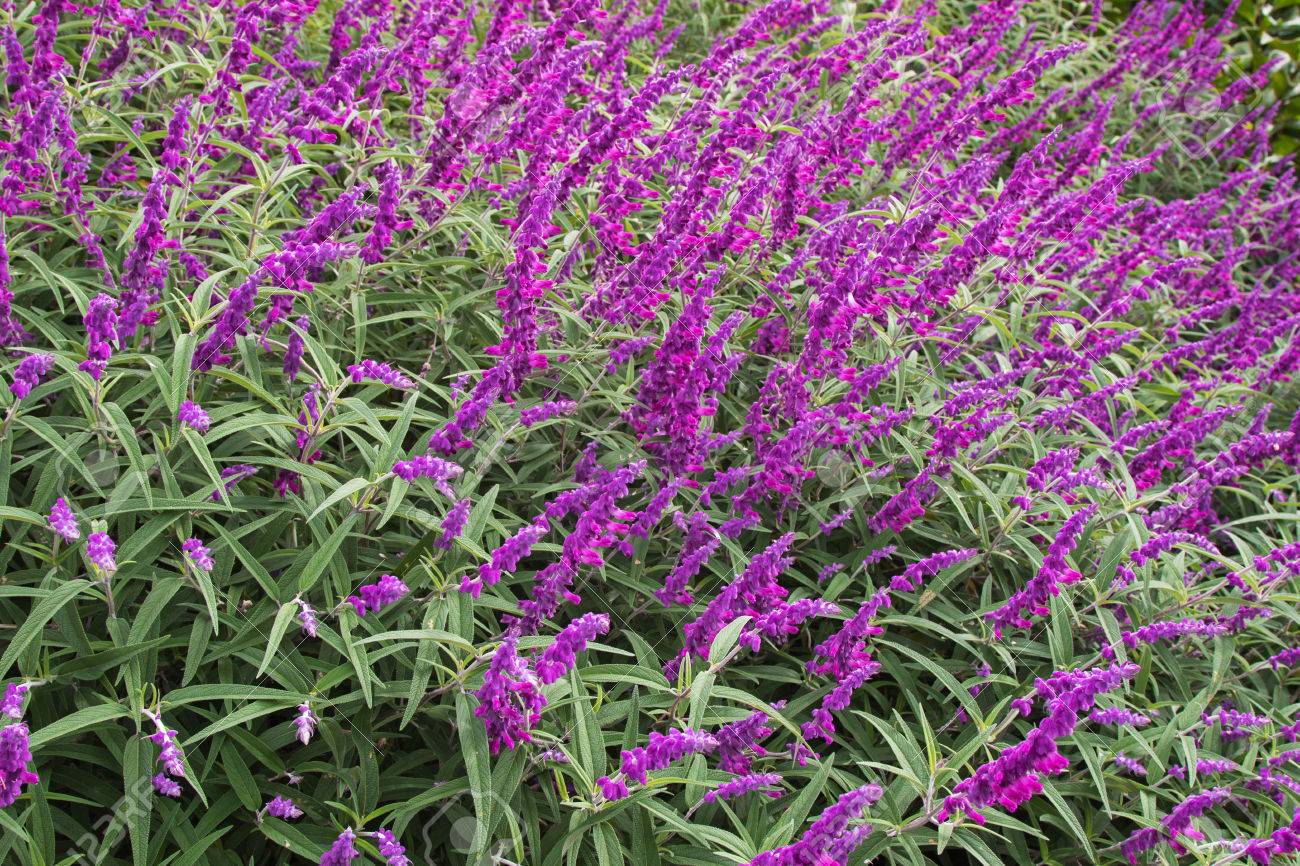 Image result for sage flowers