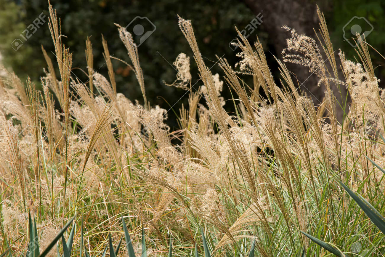 観賞用の草 ススキ オーストラリアの庭で成長しているの頭花のクローズ アップ の写真素材 画像素材 Image 観賞用の草 ススキ オーストラリアの庭で成長しているの頭花のクローズ アップ の写真素材 画像素材 Image
