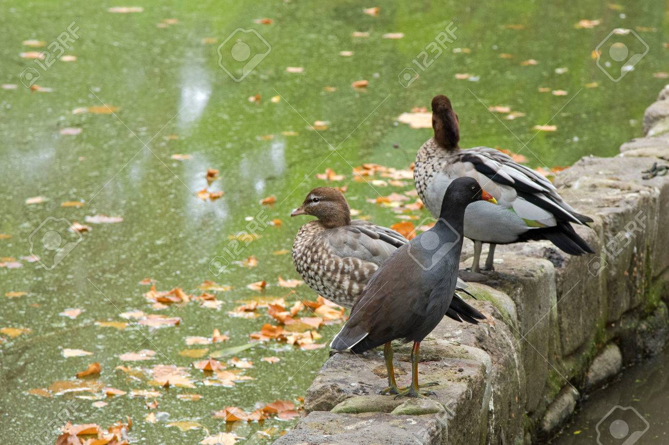 女性と男性のオーストラリア カモ Chenonetta Jubata の前に赤いくちばしの黄色ひっくり返された立っていると薄暗いバン 私たち Tenebrosa 鳥 の写真素材 画像素材 Image